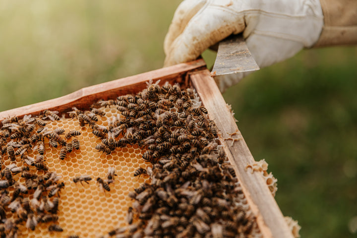 The Ethics of Honey